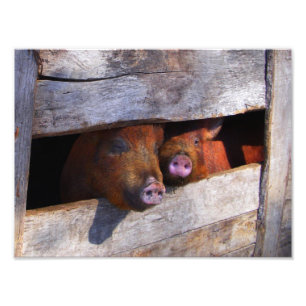 PigPen Pair Peeking Piggies Photo Print