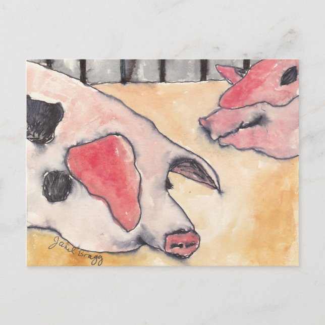 Pigs at the County Fair Postcard (Front)