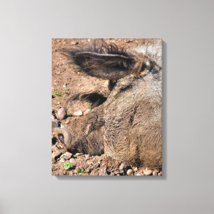 PIGS CANVAS PRINT
