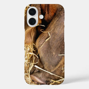 PIGS iPhone 16 CASE