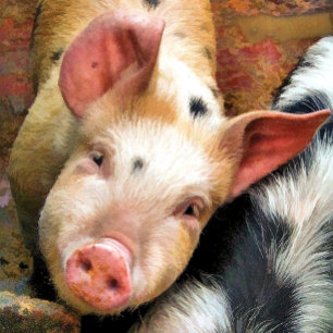 PIGS CERAMIC TREE DECORATION