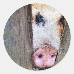 PIGS CLASSIC ROUND STICKER