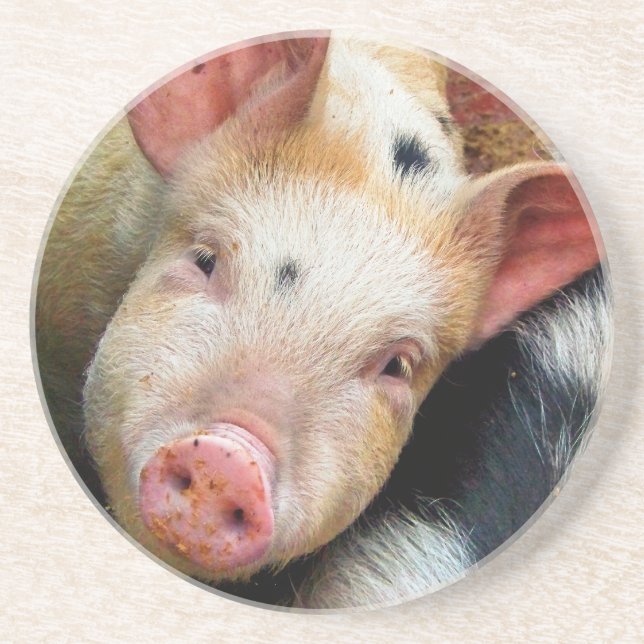 PIGS COASTER (Front)