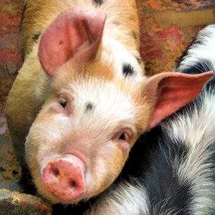 PIGS CUSHION