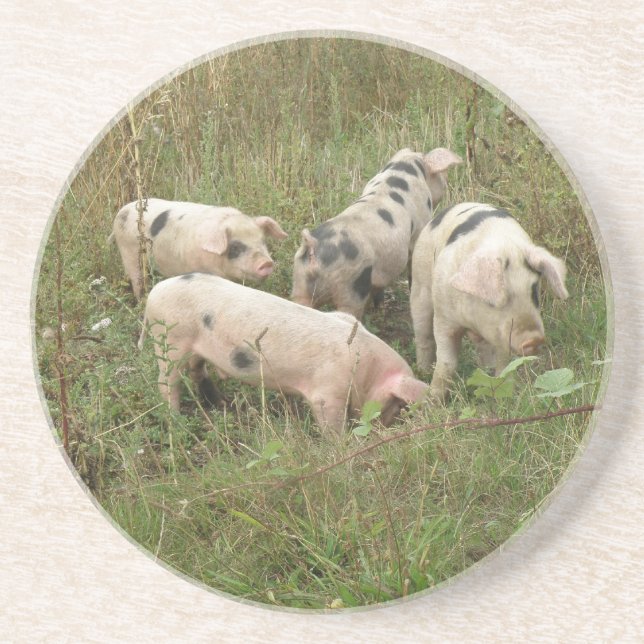 Pigs in a Field Coasters (Front)