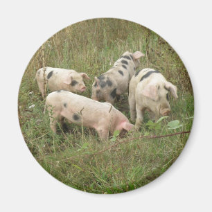 Pigs in a Field Magnet