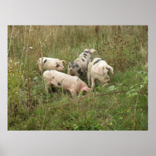 Pigs in a Field Poster