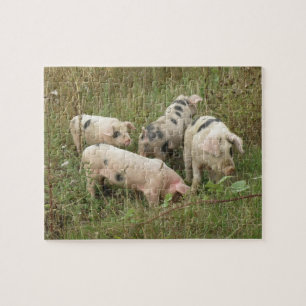 Pigs in a Field Puzzle
