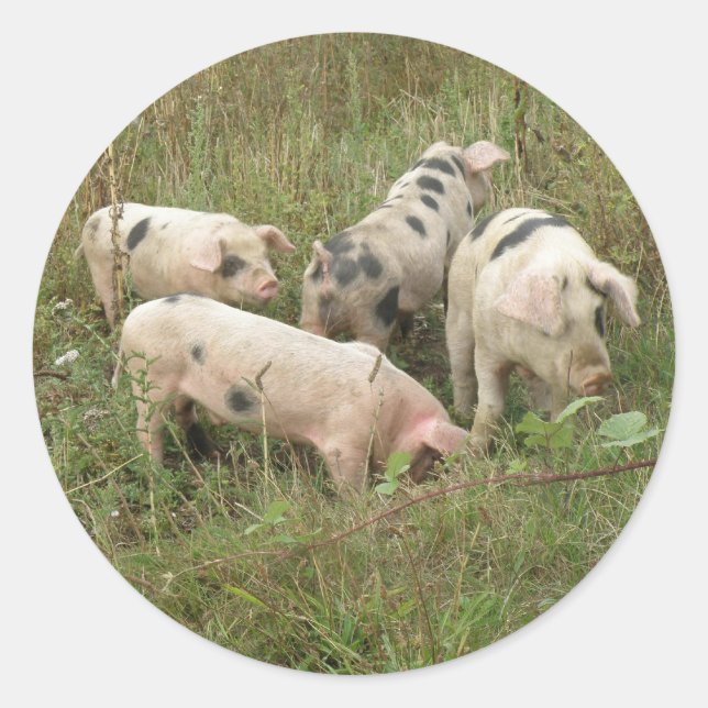 Pigs in a Field Sticker (Front)