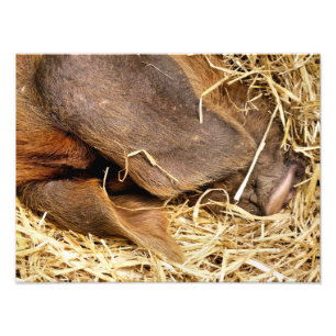 PIGS PHOTO PRINT