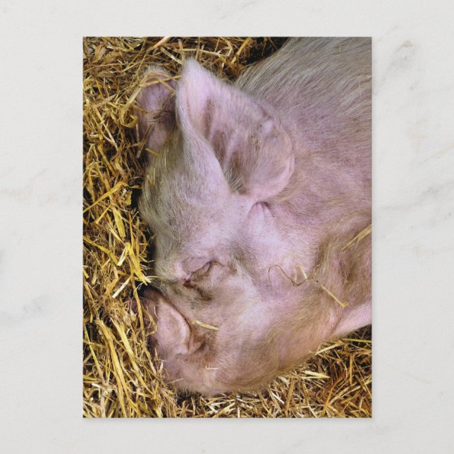 PIGS POSTCARD (Front)