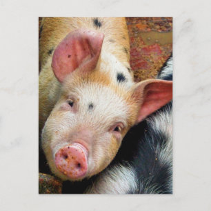 PIGS POSTCARD