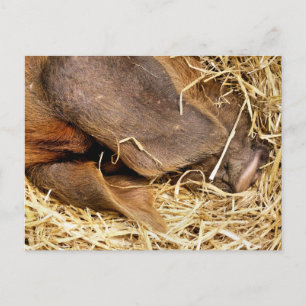 PIGS POSTCARD
