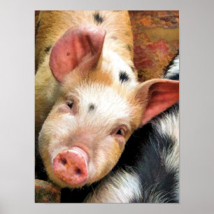 PIGS POSTER