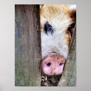 PIGS POSTER