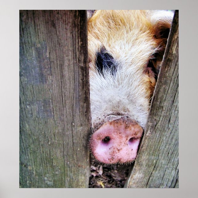 PIGS POSTER (Front)