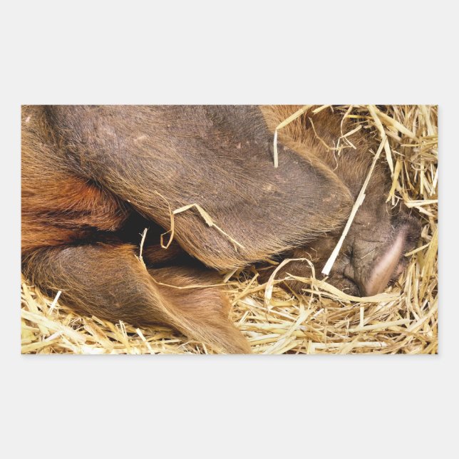 PIGS RECTANGULAR STICKER (Front)