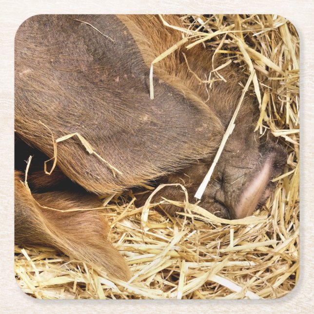 PIGS SQUARE PAPER COASTER (Front)