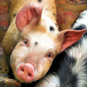 PIGS SQUARE STICKER
