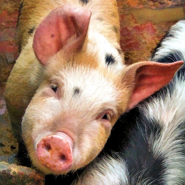 PIGS WRAPPING PAPER (Creator Uploaded)