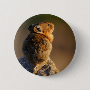 pika 6 cm round badge