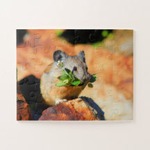 Pika Chewing On Plants