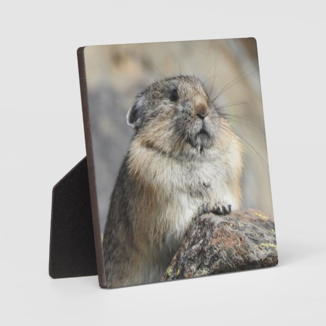 Pika Desktop Plaque (Front)