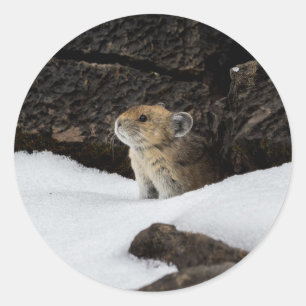 Pika in the Snow Classic Round Sticker