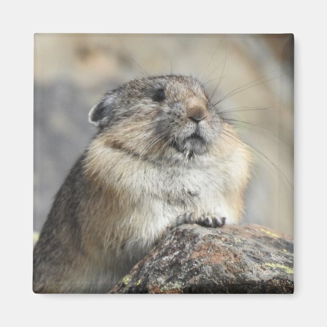 Pika Magnet (Front)