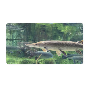 Pike Fish