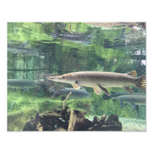Pike Fish Photo Print