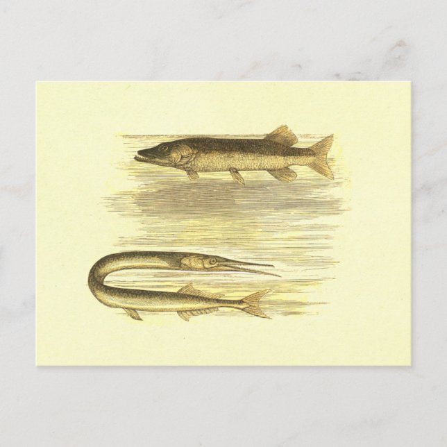 Pike Fish & Sea Pike Vintage Lithograph Postcard (Front)