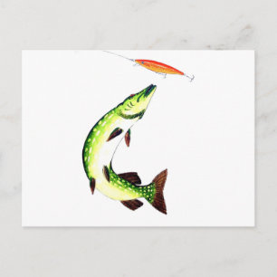 Pike Fishing Postcard