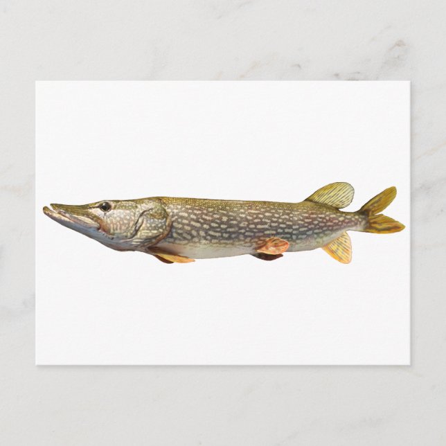 Pike Muski fishing Postcard (Front)