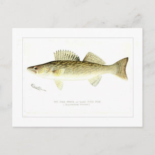 Pike Perch or Wall-eyed Pike Postcard