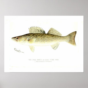Pike Perch Poster