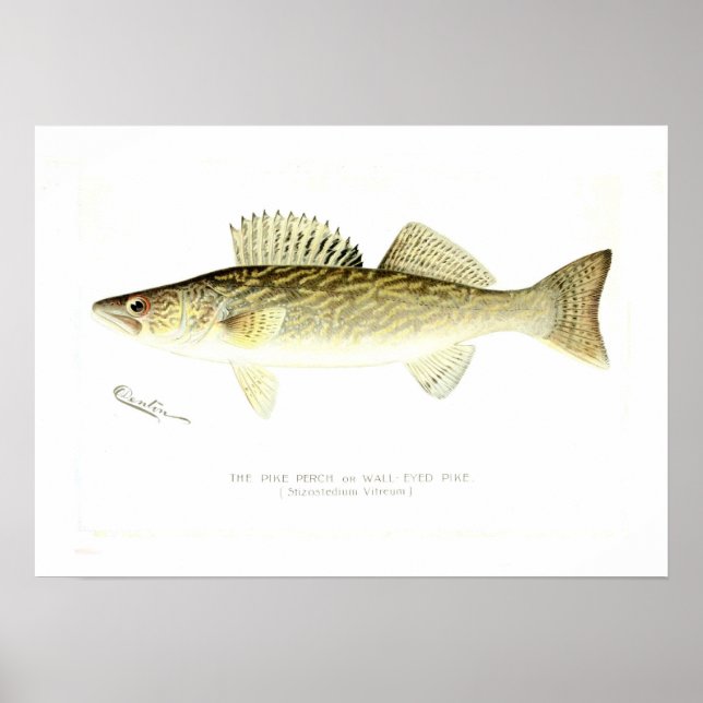 Pike Perch Poster (Front)