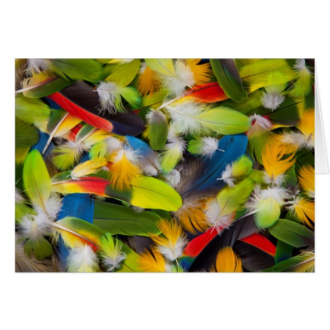 Pile of colourful feathers (Front Horizontal)