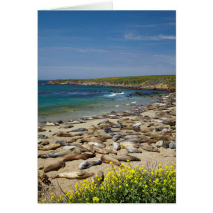 Pile of Elephant Seals