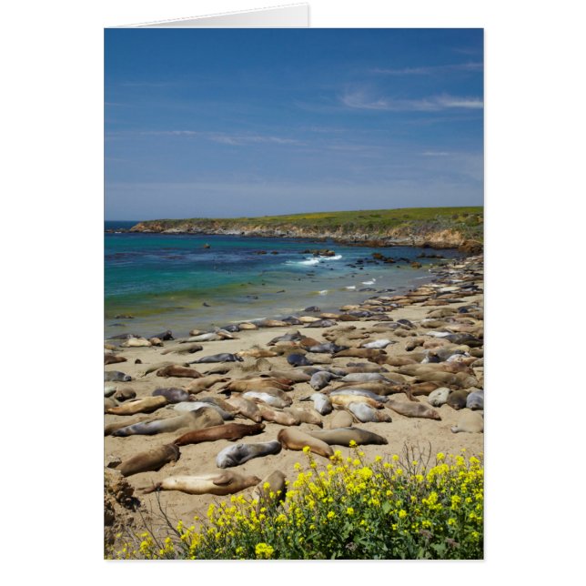 Pile of Elephant Seals (Front)