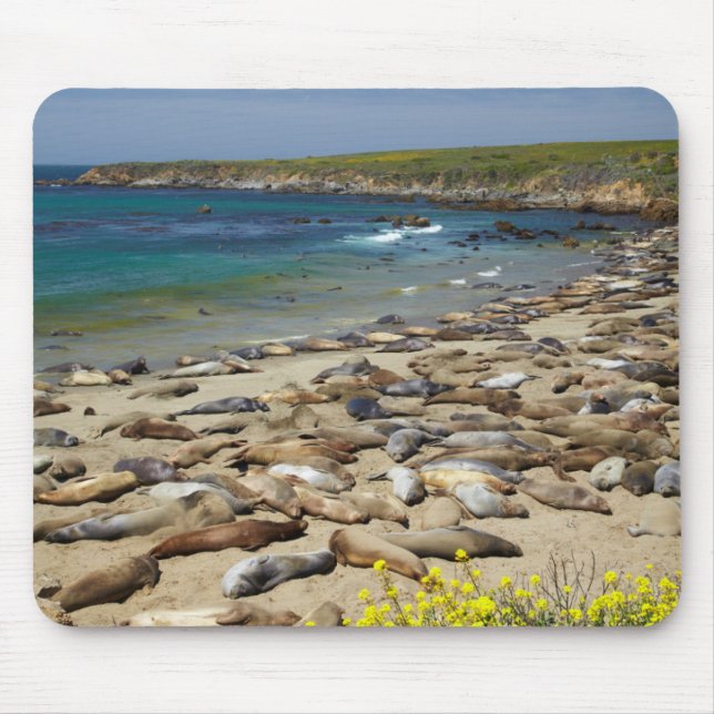 Pile of Elephant Seals Mouse Mat (Front)