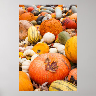 Pile Of Pumpkins And Squash Poster