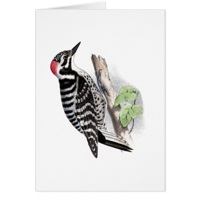 Pileated Woodpecker (Front)