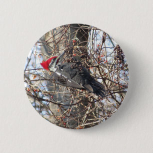 Pileated Woodpecker button