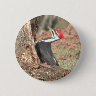 Pileated Woodpecker button