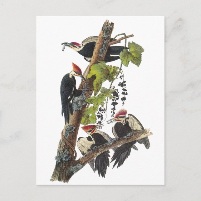 Pileated Woodpecker by Audubon Postcard (Front)