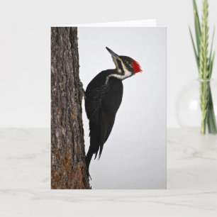 pileated woodpecker card