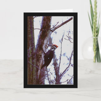 Pileated Woodpecker Card