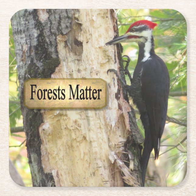 Pileated Woodpecker Ecology Coaster Set (Front)