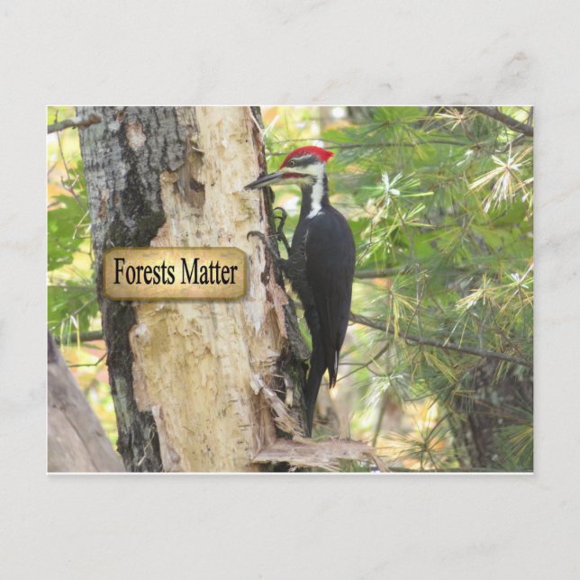 Pileated Woodpecker Ecology Postcard. Postcard (Front)